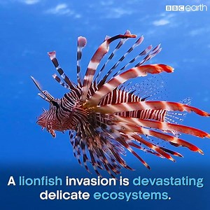 This beautiful fish has devastating effects on ecosystems, but REEF are working to save Miami's coastal waters. #OurBluePlanet w/ OceanX | BBC Earth