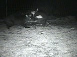 Footage shows Tasmanian devils fighting over marsupial's carcass