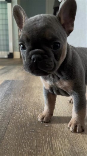 Yeah I just a baby! #babyfrenchie #babyfrenchies #babyfrenchiepuppy #babyfrenchiestiktok #puppies #frenchie #frenchiesoftiktok #frenchbulldog #frenchiepuppy #frenchiebabyy #puppiesoftiktok #dogsoftiktok #dogsofttiktok #bluefrenchie #bluefrenchbulldog #bluefrenchies #frenchiesoftiktok #cuteboy