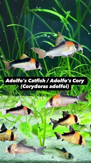 BigD vs Fish on Instagram: "Adolfo’s Catfish usually refers to the Adolfo’s Cory (Corydoras adolfoi), a peaceful, schooling freshwater fish from Brazil. It is highly prized by aquarists for its striking orange-yellow head patch, black eye mask, and its helpful role as a bottom-scavenging “clean-up crew” member #venezulanorangecorydoras #venezuelan #corydoras #cory #fish catfish aquarium freshwater fishtank"