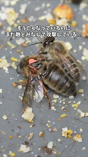 Relentless kicking by worker bees... The battle for the throne enters the final stages ~Day 21 of...