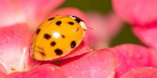 What It Means If You See An Orange Ladybug