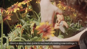How To Grow Roses From Cuttings
