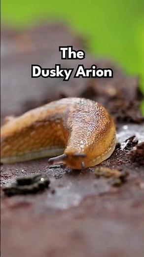 What is a slug? #michigan