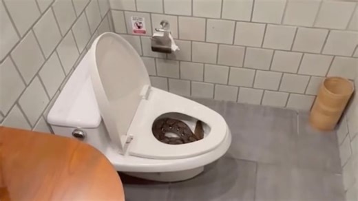 Drei Meter lange Python in der Toilette gefunden