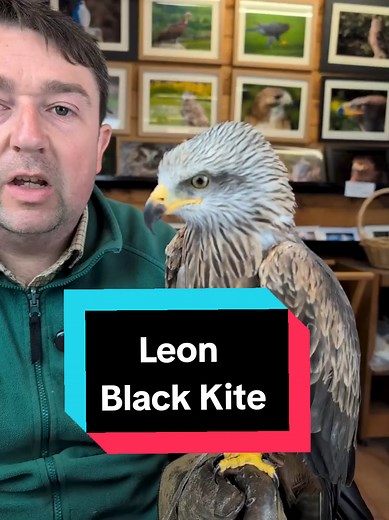 Discover Leon the Black Kite: Bird of Prey Facts