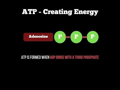 Anatomy - ATP Re Synthesis Cycle