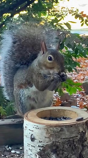 Eastern Grey Squirrel American Red Squirrel #naturelovers #squirrel #wildlifephotography #wildlife #nature #lovewildlife #naturephotography | Kelly Lynn Mitchell