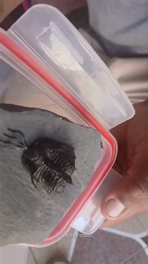 Rare Trident Walliserops Trilobite 🦴 | 350 Million-Year-Old Fossil