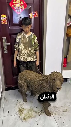 فوضى الطين في المنزل 😱🐾#shorts