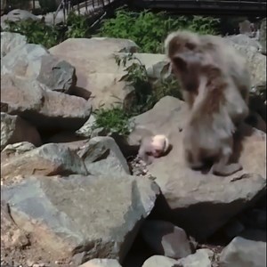 The poor baby monkey lost his mother and was bullied everywhere | Viral Monkey