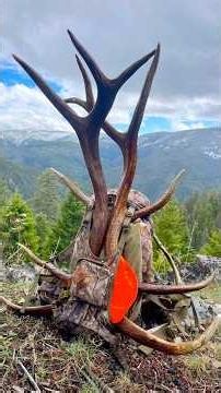 Best sheds I’ve found recently 🙌