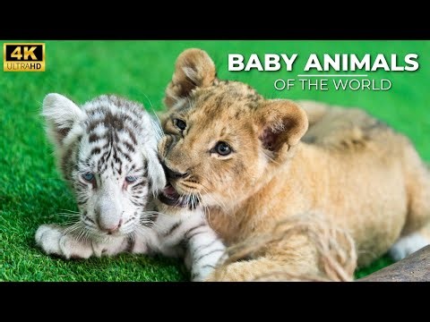 Baby Animal Videos | 20+ Minutes Of Cute Baby Animals