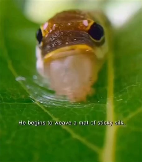 A “Pokémon” in Real Life 🐛 The Spicebush Swallowtail Caterpillar This is the larva of the Spicebush Swallowtail butterfly (Papilio troilus). Its final larval stage inflates the front body segments and displays large, yellow “eye spots.” The head-like pattern and bright “eyes” mimic a small snake’s face, startling would-be predators. When threatened it can rear up and even stick out a reddish osmeterium (a scent gland) to reinforce the illusion. This form of defensive mimicry lets it avoid attac