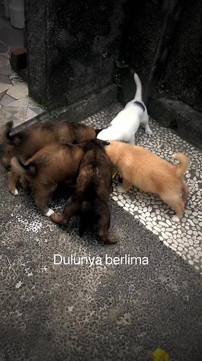 Puppies Playing Together in a Scenic Outdoor Setting