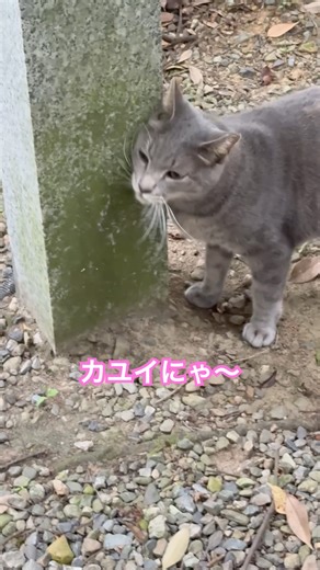 ひとりで遊ぶ美しい猫ちゃん。 #cutecat #beautifulcat #かわいい猫