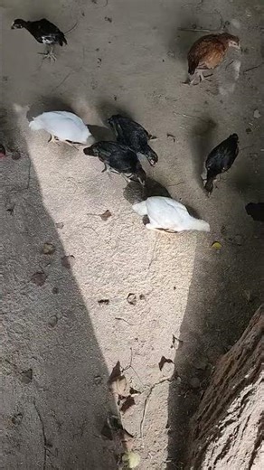Amazing chicks🐣 #shortvideo #birds