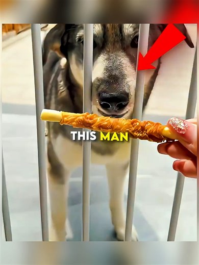 Clever Dogs Take on Fun Challenges and Adorable Antics