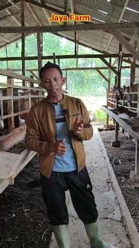 Dari ternak kambing dere yang usianya 6 bulan sudah kawin akan bermasalah sekali njeh