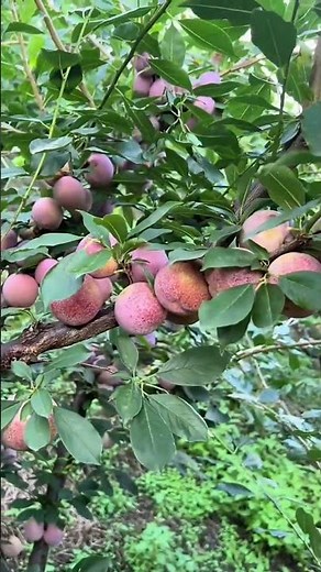 Green Fruit Seasonal Fruit Plum skin, thick flesh, plump fruit #Farmer #Fresh #fruit