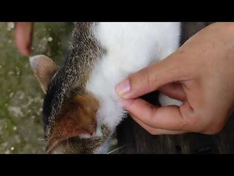 Flea popping and removing from cats