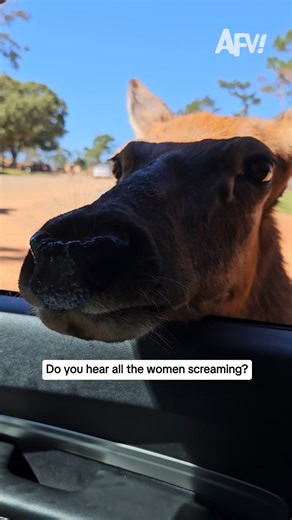 America's Funniest Home Videos on Instagram: "The scream is coming from INSIDE THE CAR 🦌 #afv #funny"