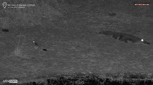 6.5K views · 87 reactions | A fearless springhare shows off its hopping skills as it boldly navigates right around a crocodile! Talk about living on the wild side! Victoria Falls Safari Lodge It’s moments like these that remind us how full of surprises the African night is - where even the smallest creatures can steal the show. #VicFallsSafariLodge #Springhare #Crocodile #NightSafari #WildlifeWonder #Africa | Africam | Facebook