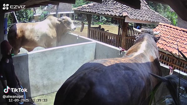 Sapi Besar Jumbo: Aksi Ngamuk di Karnaval