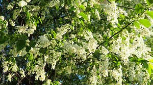 Prunus padus, bird cherry, hackberry, hagberry, or Mayday tree is a flowering plant. It is a species of cherry, a deciduous small tree or large shrub. Spring in Warsaw, branches sway in the wind