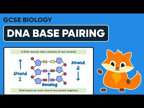 DNA Base Pairing - GCSE Biology