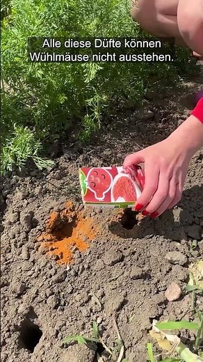 Moles disappear from the garden after this simple trick