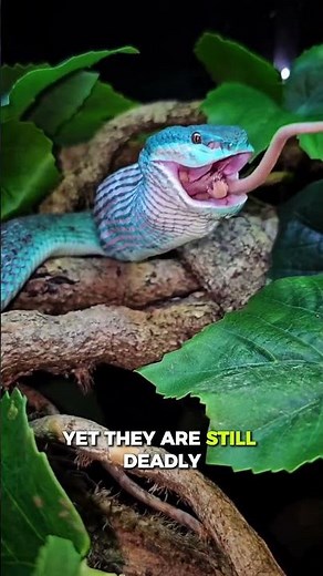 This Blue Viper Is Nature’s Most Beautiful Killer