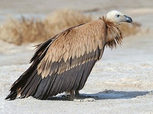 Griffon vulture - Alchetron, The Free Social Encyclopedia