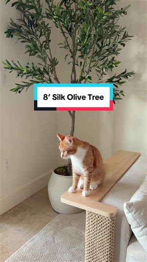 This gorgeous olive tree is pet safe and the perfect alternative to live plants if you have cats 🌿🐾 #olivetree #fauxplants #petsafeplants #catfriendlyplants #catparents