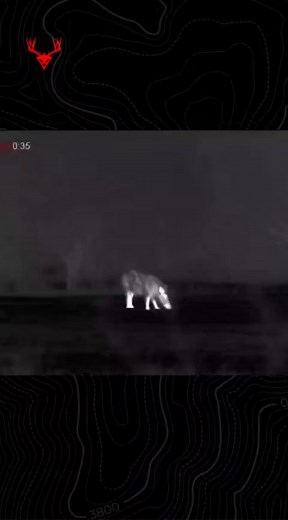 2.7K views · 39 reactions |  @coni.hunting #hunting #huntinglife #huntingvideo #hunting2023 #killshotvideo #wildlife #archeryvideo #bowhunting #bowhuntingvideo #deer #deerhunting #deerseason #whitetaildeerhunting #elkhunting #elk #wapatiwednesday #elkseason #muledeeraddiction #muledeerhunting #blackbearhunting #bear #blackbear #bearhunting #killshot #killshotcentral #thermalhunting #muleymonday #thermal #safari #africahunting | KillshotCentral | Facebook