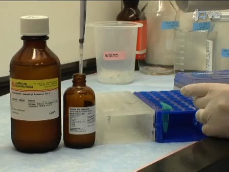 1.3从胚胎斑马鱼中分离 RNA 并合成 cDNA 用于基因分析/RNA Isolation from Embryonic Zebrafish and cDNA