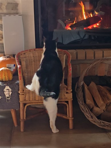 Oscar le chat curieux et son intérêt pour le feu