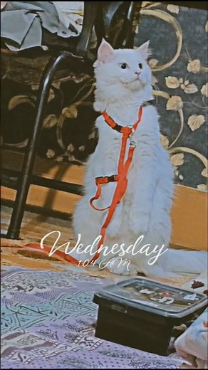 my cat funny inner thought 😂 #ytshorts #ytviral #trending #shortsviral #catfunny #catlovers #mycat