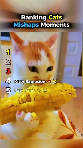 Ranking Cats Mishaps Moments 😹🐱 Silly Cat Mistakes || #catshorts #funnycats ‪@PawPals3‬