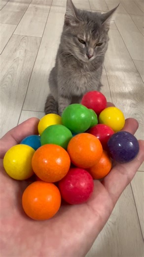 Reverse Cat Loop with Steady Flow