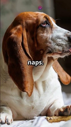 Top 5 Laziest Dog Breeds for Ultimate Couch Companions!
