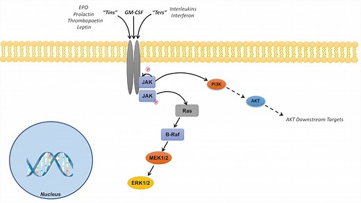 JAK-STAT Signaling Pathway