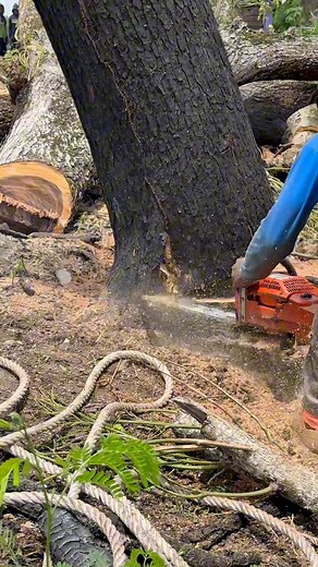 Fast skill cutting tree! | Iswoko