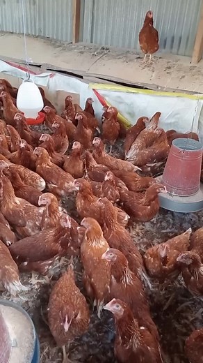 Broddy Chicken Feed and other Farming Essentials on AnneFarming