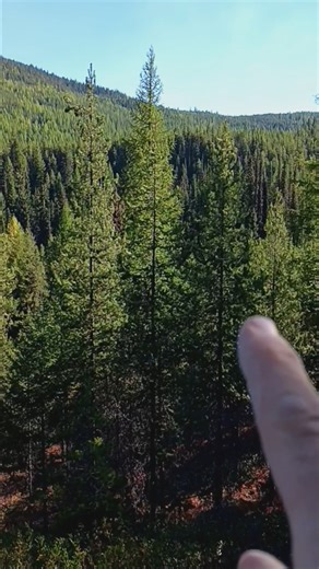 Endless Forests. Ferry County, Washington