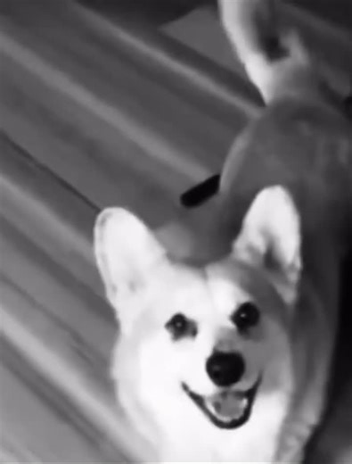 CorgiDeathMetal on TikTok