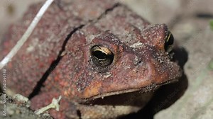 Toad breathing in and jumping
