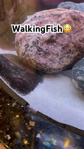 #MexicanWalkingFish #AxolotlSalamandar