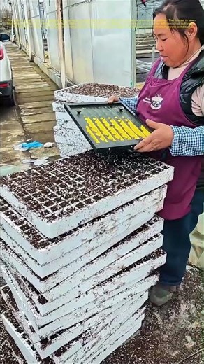Planting the Future: How Farmers Use Seed Trays to Boost Crop Yields
