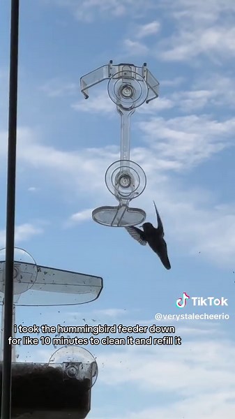 Hummingbird Feeder Refilling After Cleaning